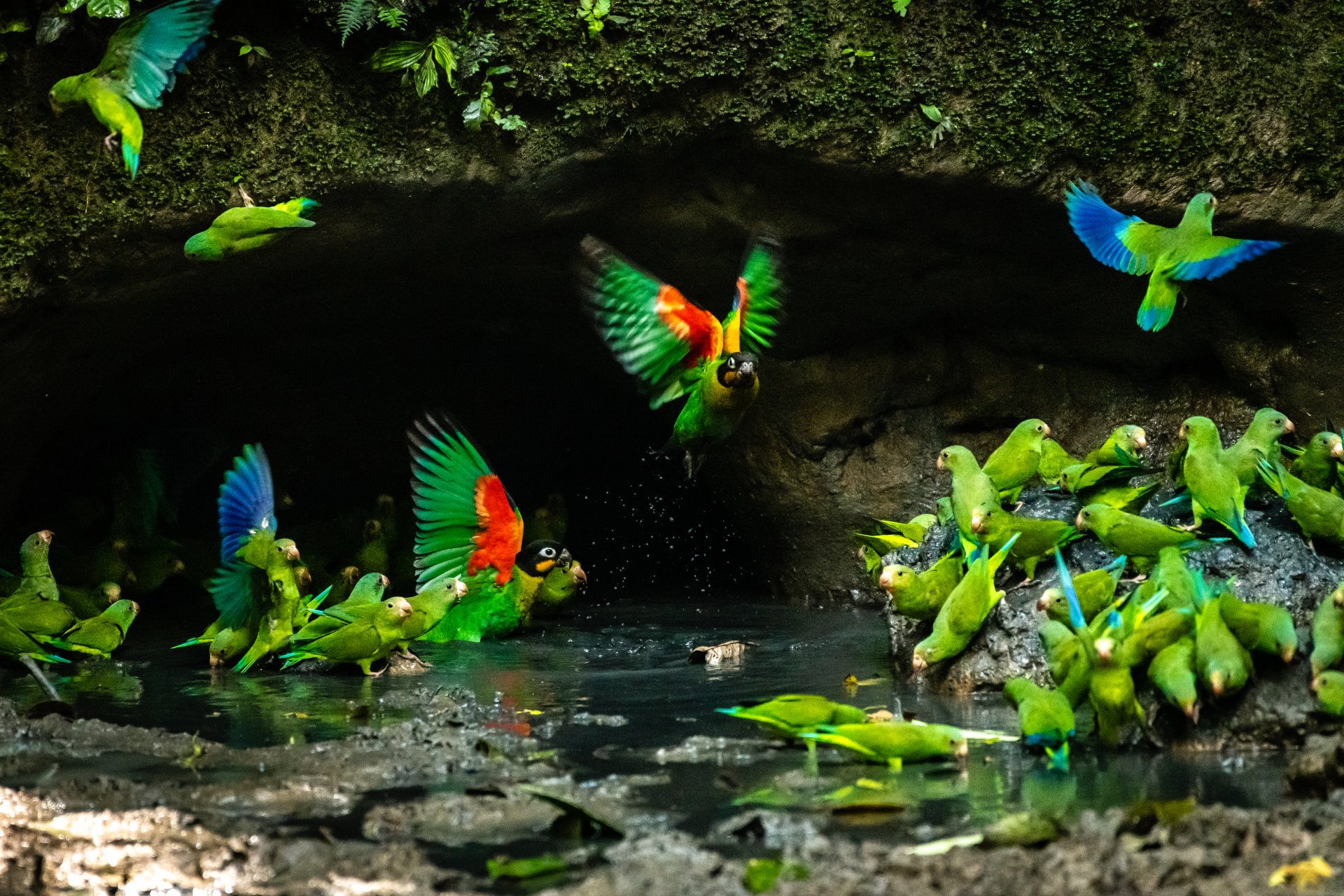  Foto Napo Wildlife Center