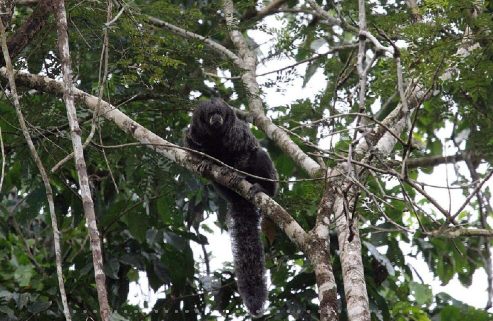  Foto Piraña Ecolodge 
