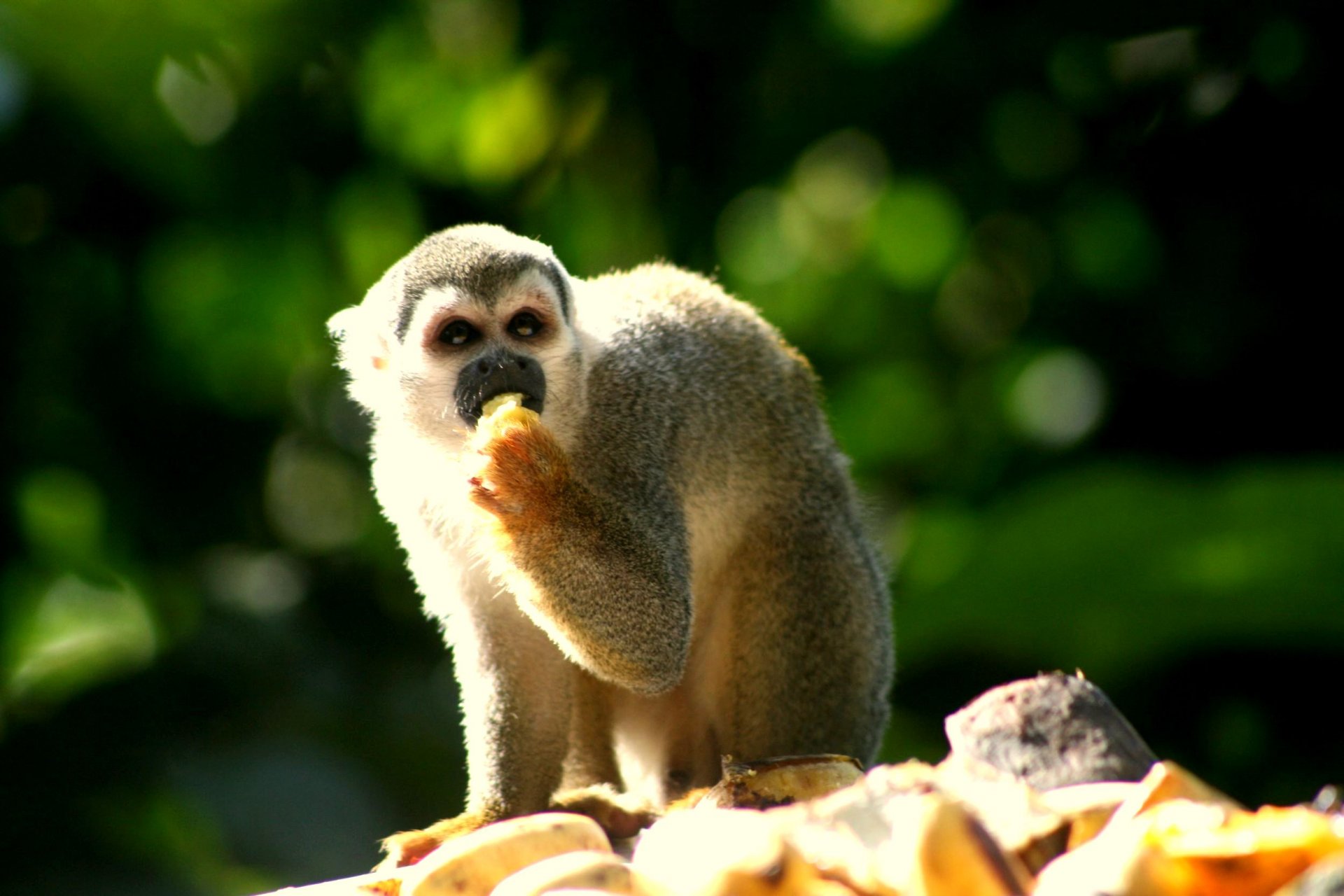  Foto Amazonia Express | Gaia Amazon 