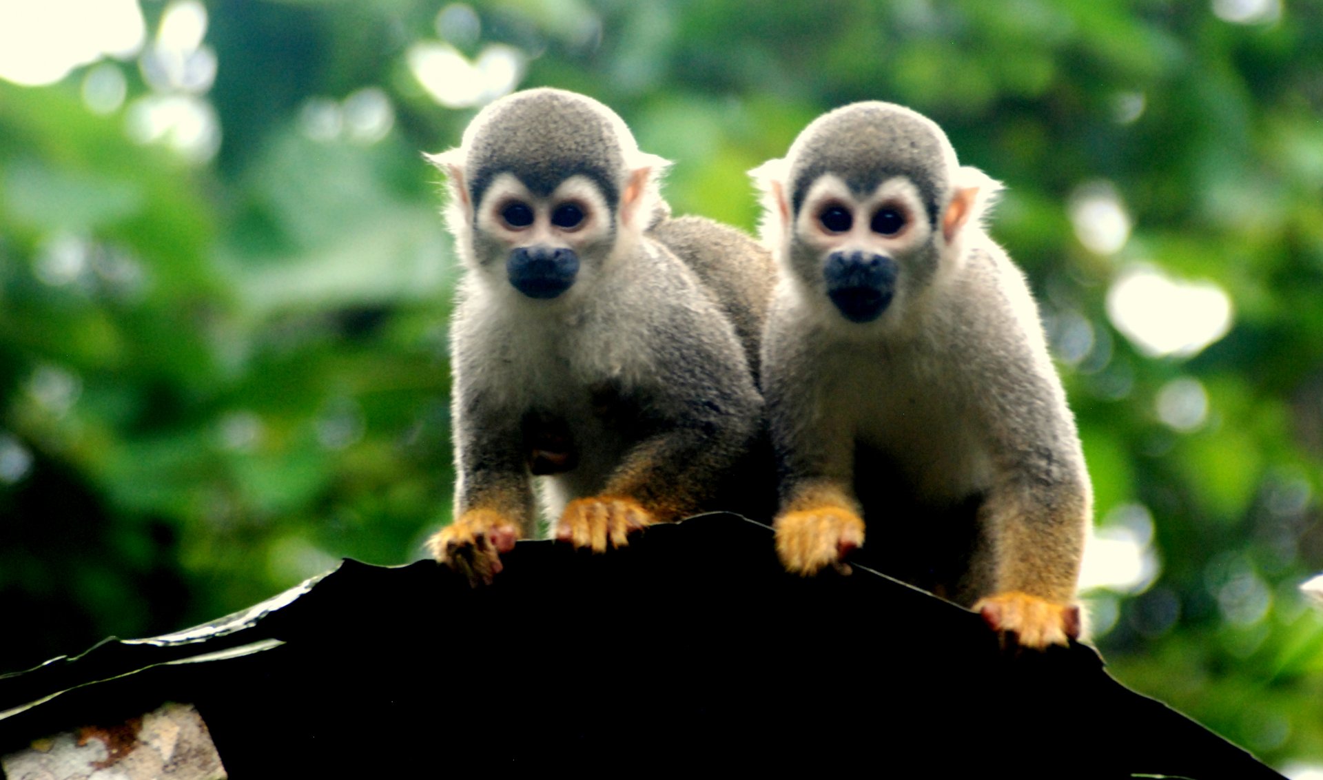 Foto Explora la Amazonía | Gaia Amazon 