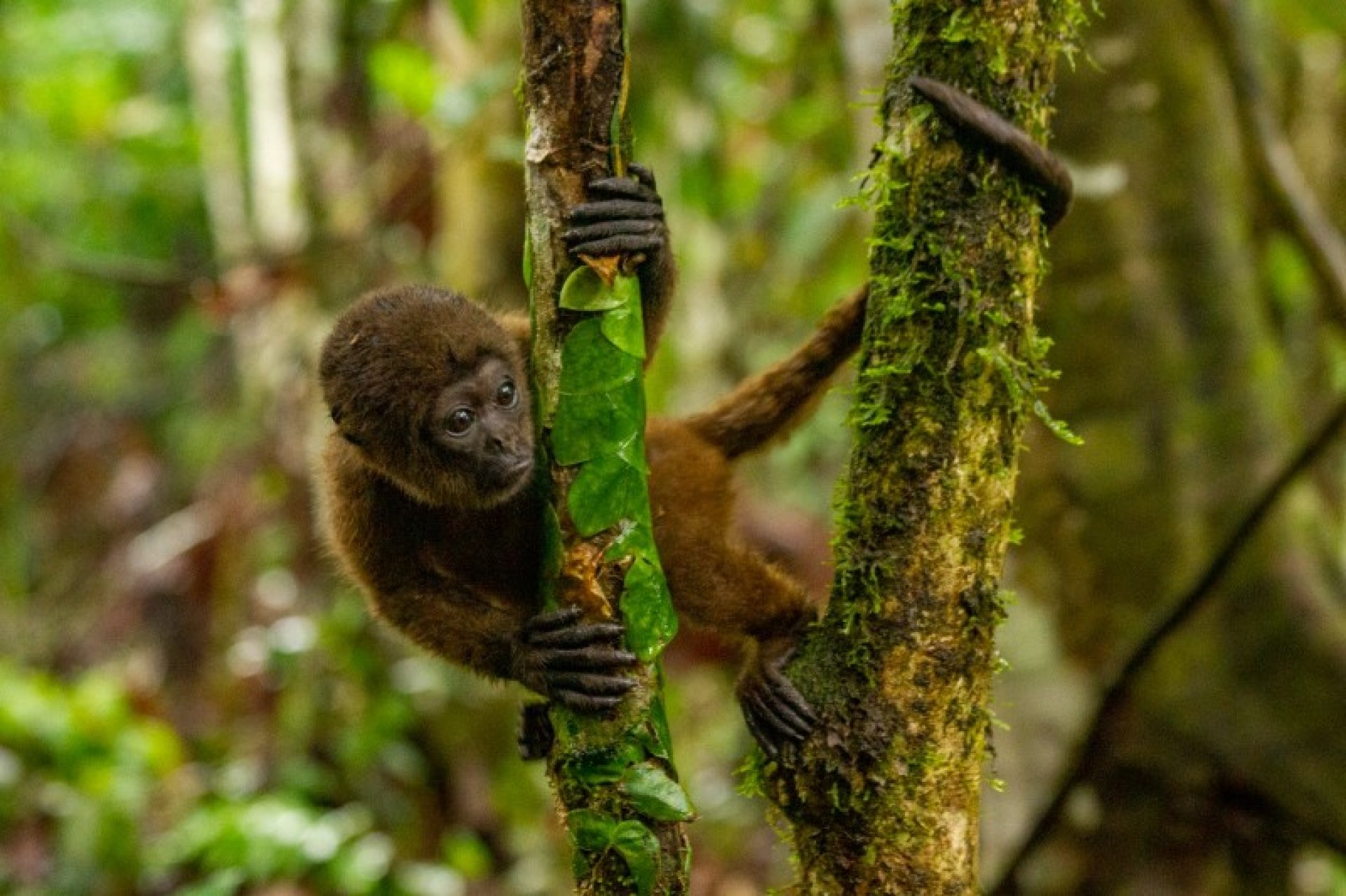  Foto PLAN NÓMADA | SUCHIPAKARI